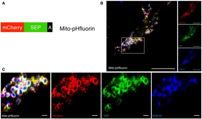 https://cdn.ncbi.nlm.nih.gov/pmc/blobs/518f/8811651/046991c18ed3/EMBR-23-e48754-g003.jpg