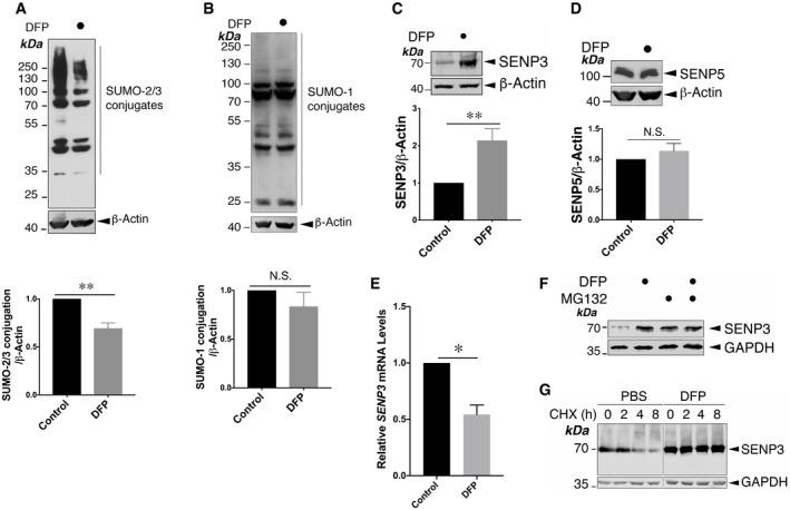 https://cdn.ncbi.nlm.nih.gov/pmc/blobs/518f/8811651/1c1d05869087/EMBR-23-e48754-g001.jpg