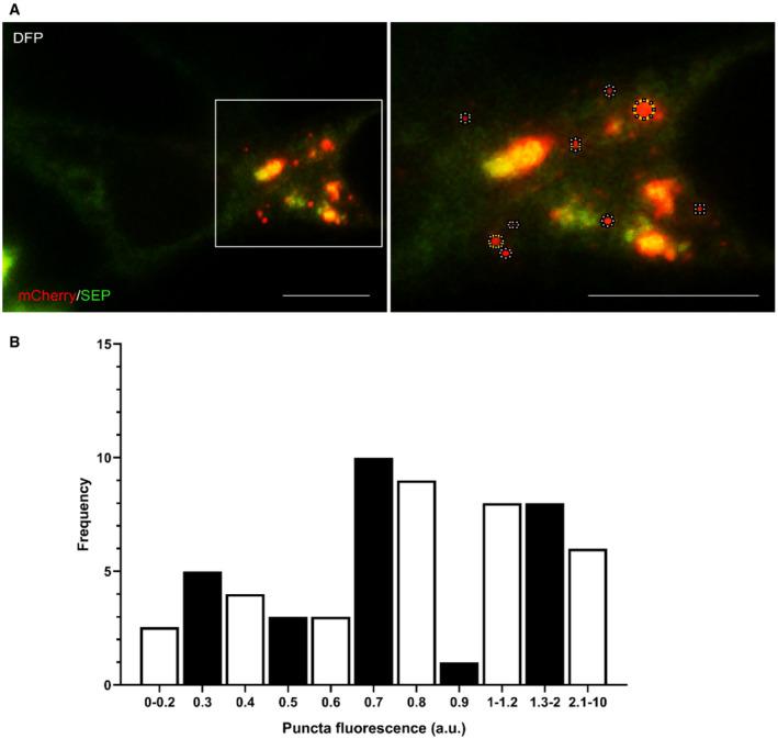 https://cdn.ncbi.nlm.nih.gov/pmc/blobs/518f/8811651/5336ad880eb8/EMBR-23-e48754-g010.jpg