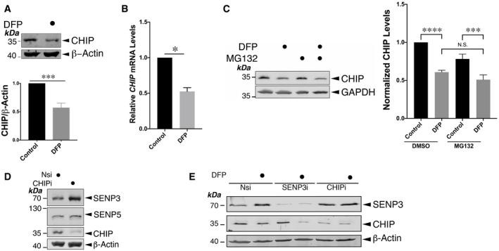 https://cdn.ncbi.nlm.nih.gov/pmc/blobs/518f/8811651/a9a718de4f83/EMBR-23-e48754-g006.jpg