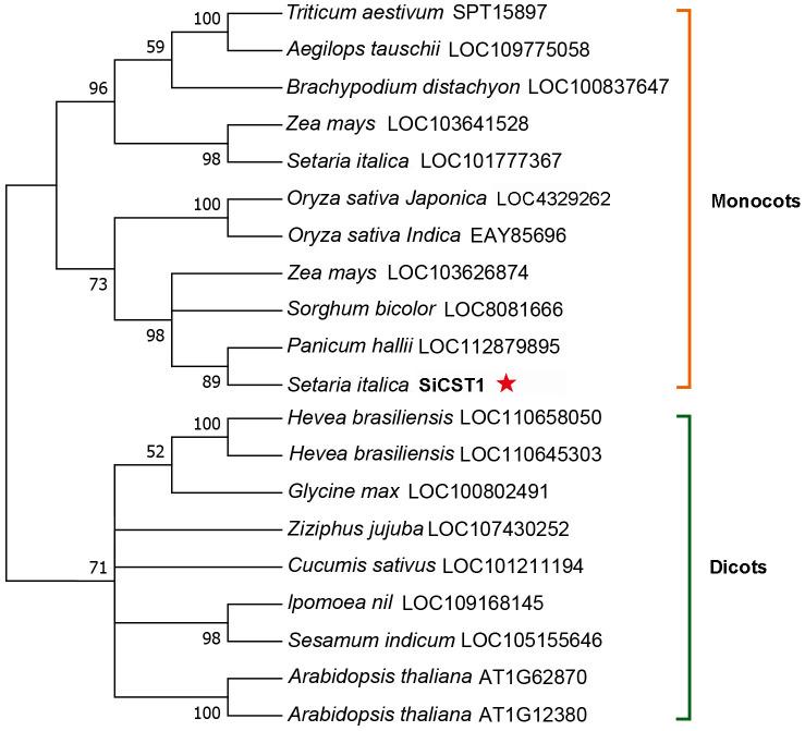 https://cdn.ncbi.nlm.nih.gov/pmc/blobs/5193/12361253/0b0301bf58c0/fpls-16-1618053-g003.jpg