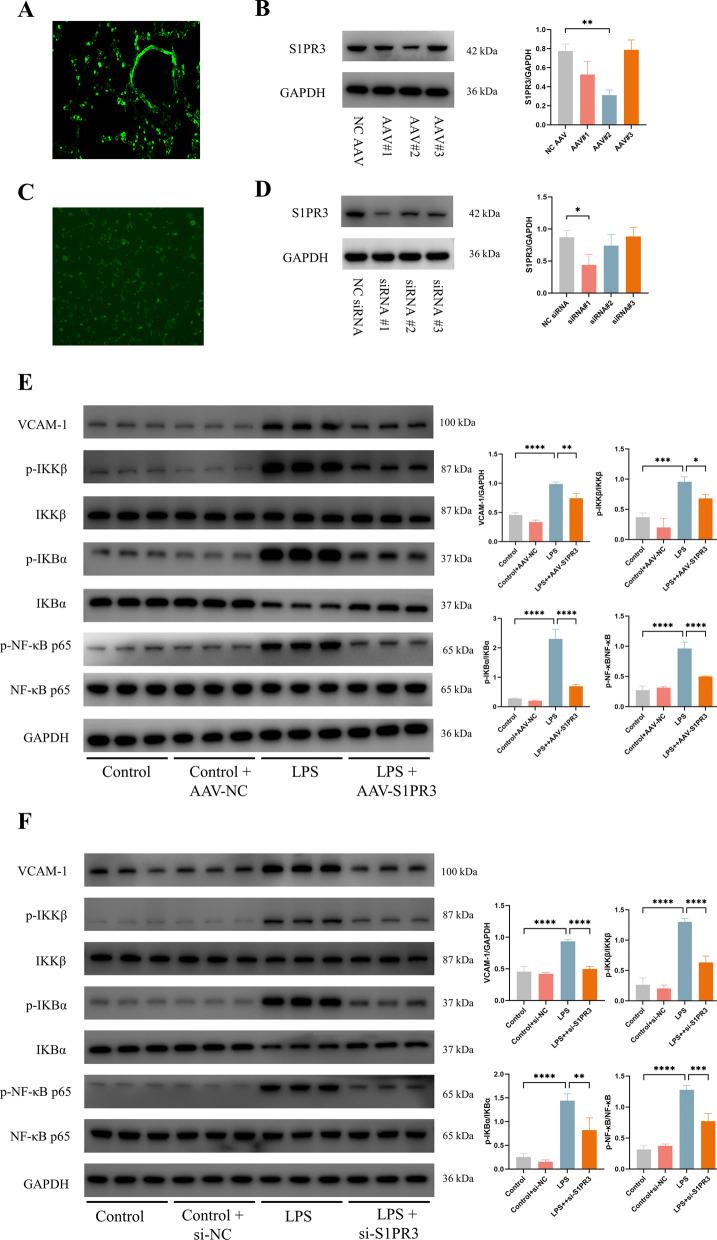 https://cdn.ncbi.nlm.nih.gov/pmc/blobs/5196/11151509/dd4a020cf167/12967_2024_5220_Fig7_HTML.jpg