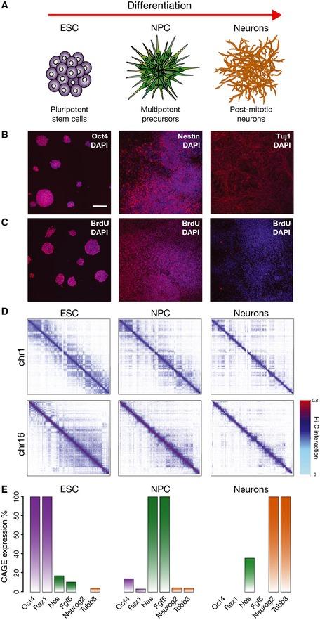 https://cdn.ncbi.nlm.nih.gov/pmc/blobs/5196/4704492/9a1caa2be432/MSB-11-852-g002.jpg