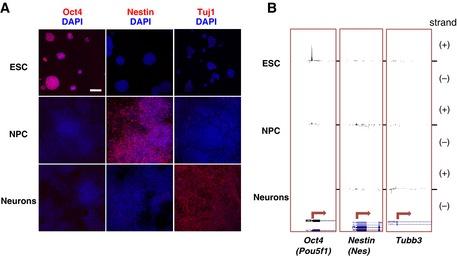 https://cdn.ncbi.nlm.nih.gov/pmc/blobs/5196/4704492/ab07367a9461/MSB-11-852-g003.jpg