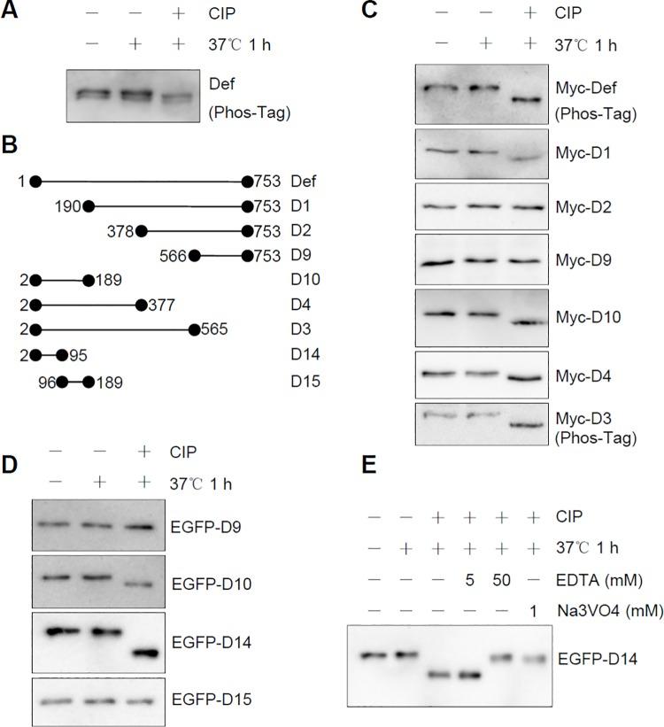 https://cdn.ncbi.nlm.nih.gov/pmc/blobs/5199/5033581/7e0bf8050c5e/pbio.1002555.g004.jpg