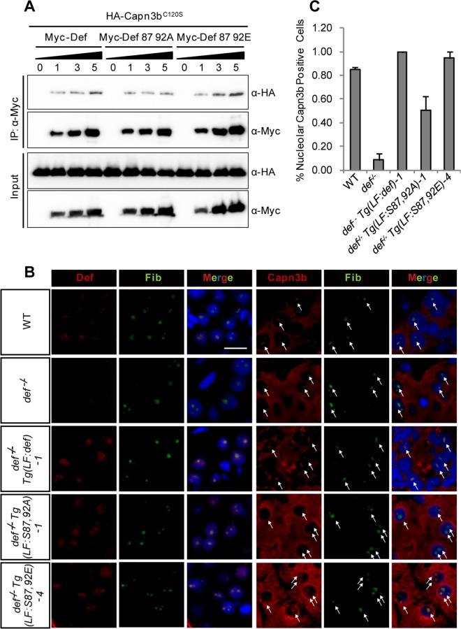 https://cdn.ncbi.nlm.nih.gov/pmc/blobs/5199/5033581/c853a60131e6/pbio.1002555.g009.jpg