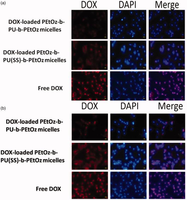 https://cdn.ncbi.nlm.nih.gov/pmc/blobs/519b/6442156/8dee55771d0c/IDRD_A_1580323_F0005_C.jpg