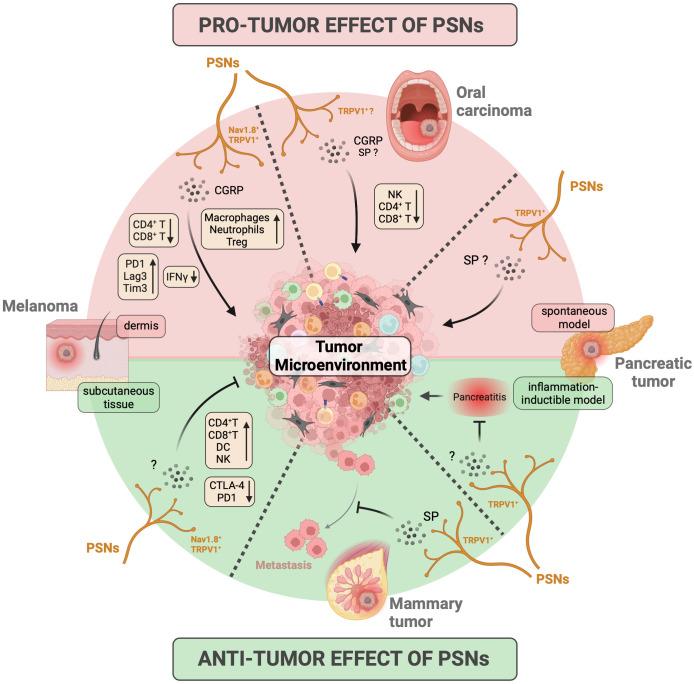https://cdn.ncbi.nlm.nih.gov/pmc/blobs/51a1/10905387/477cdc249685/fimmu-15-1335387-g004.jpg
