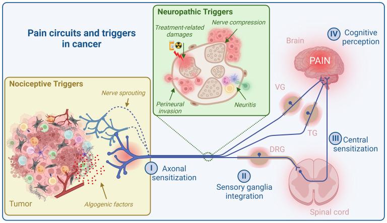https://cdn.ncbi.nlm.nih.gov/pmc/blobs/51a1/10905387/d63bd73ed38a/fimmu-15-1335387-g001.jpg