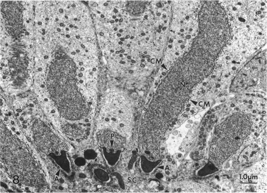 https://cdn.ncbi.nlm.nih.gov/pmc/blobs/51ab/1259878/1ec44f3e3686/janat00143-0087-b.jpg