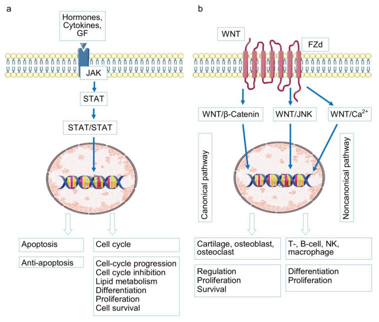 https://cdn.ncbi.nlm.nih.gov/pmc/blobs/51ac/12429403/8b9cd47d03f4/ijms-26-08742-g004.jpg