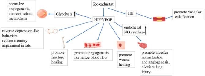 https://cdn.ncbi.nlm.nih.gov/pmc/blobs/51ac/9465375/f1b8140b9d1a/fphar-13-971795-g005.jpg