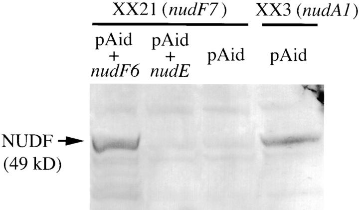 https://cdn.ncbi.nlm.nih.gov/pmc/blobs/51b0/2175200/601227465815/JCB0004138.f2.jpg