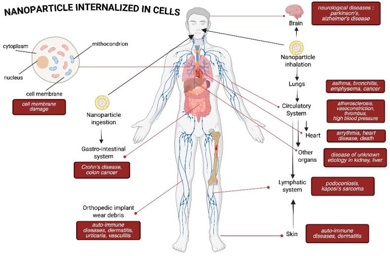 https://cdn.ncbi.nlm.nih.gov/pmc/blobs/51b1/12115128/895c52ff7d53/pharmaceuticals-18-00703-g002.jpg