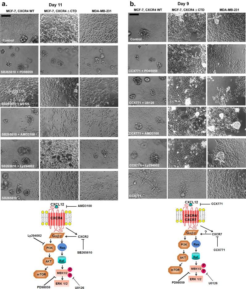 https://cdn.ncbi.nlm.nih.gov/pmc/blobs/51b2/3937084/8a7b75e9bef7/566fig5.jpg