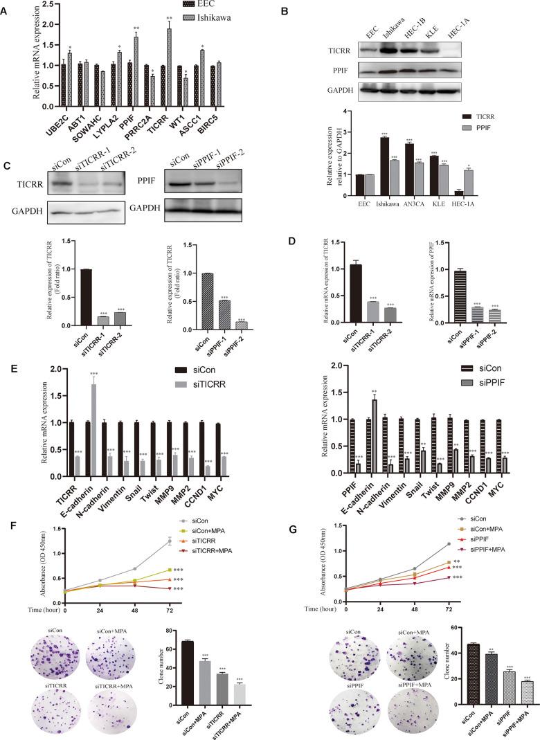 https://cdn.ncbi.nlm.nih.gov/pmc/blobs/51b3/7906164/278bbb6ef38f/aging-13-202417-g006.jpg