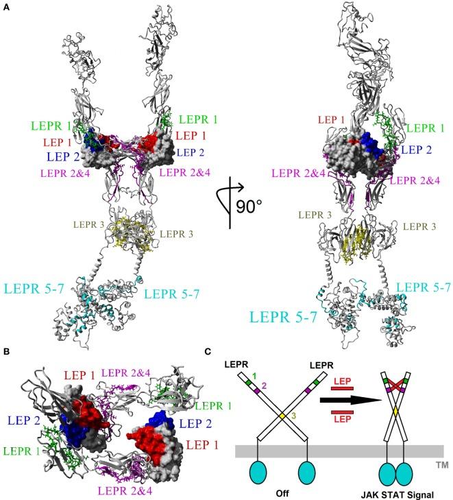 https://cdn.ncbi.nlm.nih.gov/pmc/blobs/51b4/5385356/04a7f6f3ccf9/fendo-08-00058-g004.jpg