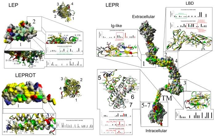 https://cdn.ncbi.nlm.nih.gov/pmc/blobs/51b4/5385356/d2ed7451c212/fendo-08-00058-g003.jpg