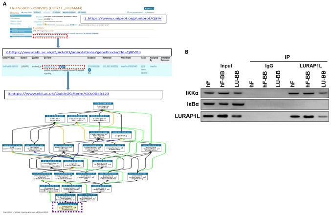 https://cdn.ncbi.nlm.nih.gov/pmc/blobs/51b5/8157341/07fb1c96f14b/ol-22-01-12798-g05.jpg