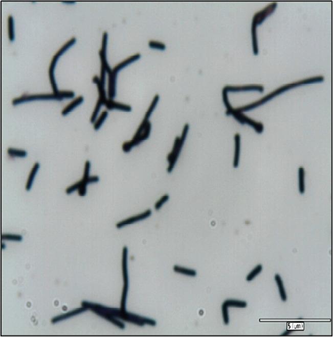 https://cdn.ncbi.nlm.nih.gov/pmc/blobs/51b6/4782095/063f3f702fa3/ajas-29-4-586f1.jpg