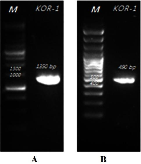 https://cdn.ncbi.nlm.nih.gov/pmc/blobs/51b6/4782095/87f258caf959/ajas-29-4-586f2.jpg