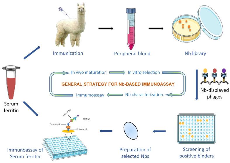https://cdn.ncbi.nlm.nih.gov/pmc/blobs/51b6/9406126/6de4921ed0f5/biomolecules-12-01080-g001.jpg