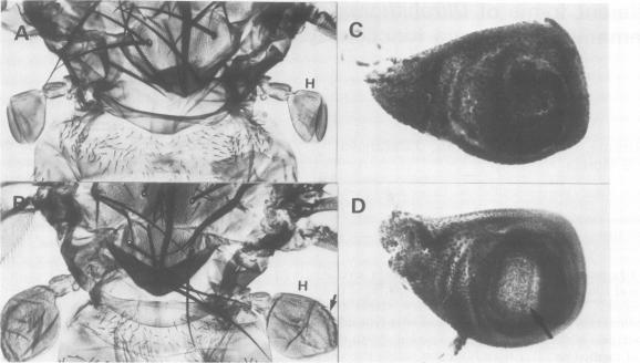 https://cdn.ncbi.nlm.nih.gov/pmc/blobs/51b7/552105/7e83f170ae19/emboj00238-0137-a.jpg