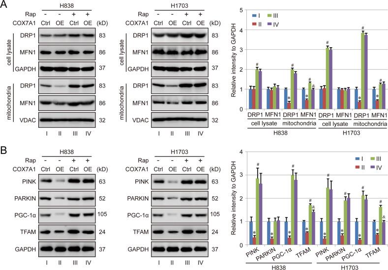 https://cdn.ncbi.nlm.nih.gov/pmc/blobs/51bc/9684511/0a6f76d32663/41419_2022_5430_Fig5_HTML.jpg
