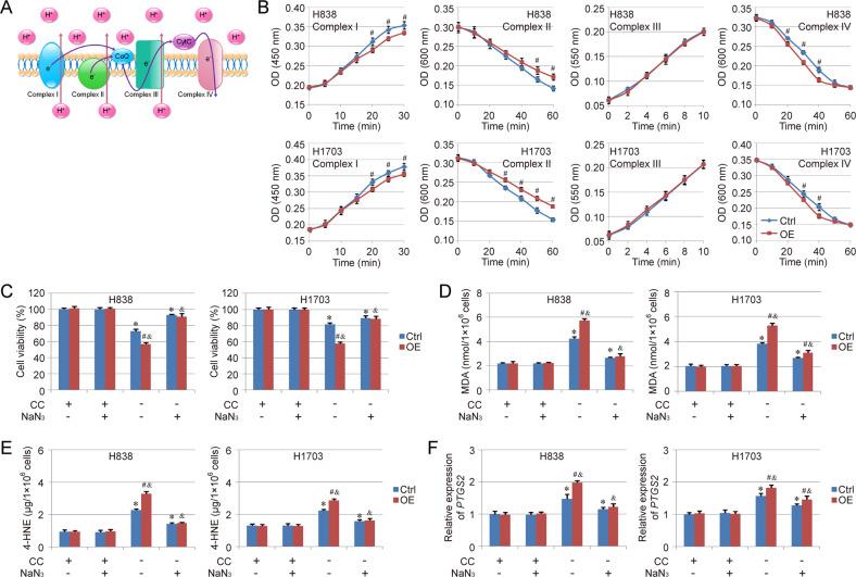 https://cdn.ncbi.nlm.nih.gov/pmc/blobs/51bc/9684511/2f54233190fa/41419_2022_5430_Fig4_HTML.jpg