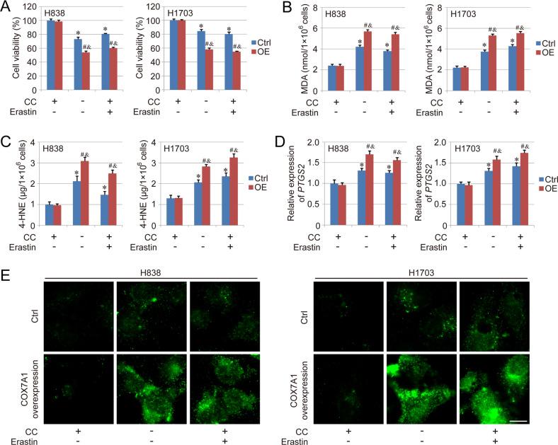 https://cdn.ncbi.nlm.nih.gov/pmc/blobs/51bc/9684511/3a3e0d358ccd/41419_2022_5430_Fig2_HTML.jpg