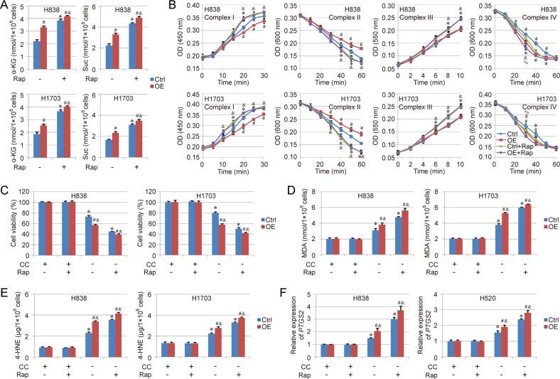 https://cdn.ncbi.nlm.nih.gov/pmc/blobs/51bc/9684511/611223628151/41419_2022_5430_Fig6_HTML.jpg