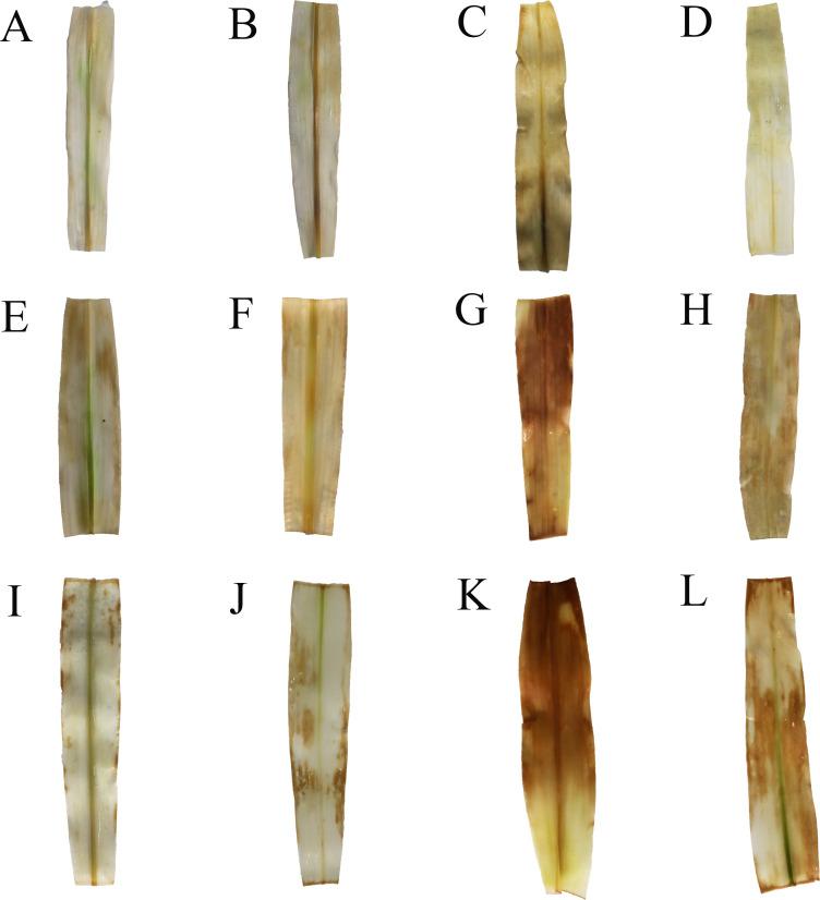 https://cdn.ncbi.nlm.nih.gov/pmc/blobs/51c0/11138516/1fec791cfc3c/peerj-12-17474-g007.jpg