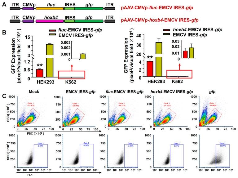 https://cdn.ncbi.nlm.nih.gov/pmc/blobs/51c7/6833044/1f3069fe3bf2/viruses-11-00920-g004.jpg