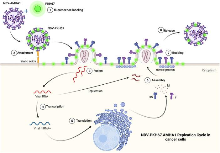 https://cdn.ncbi.nlm.nih.gov/pmc/blobs/51cd/9511405/780fcd01d565/fmolb-09-754100-g008.jpg