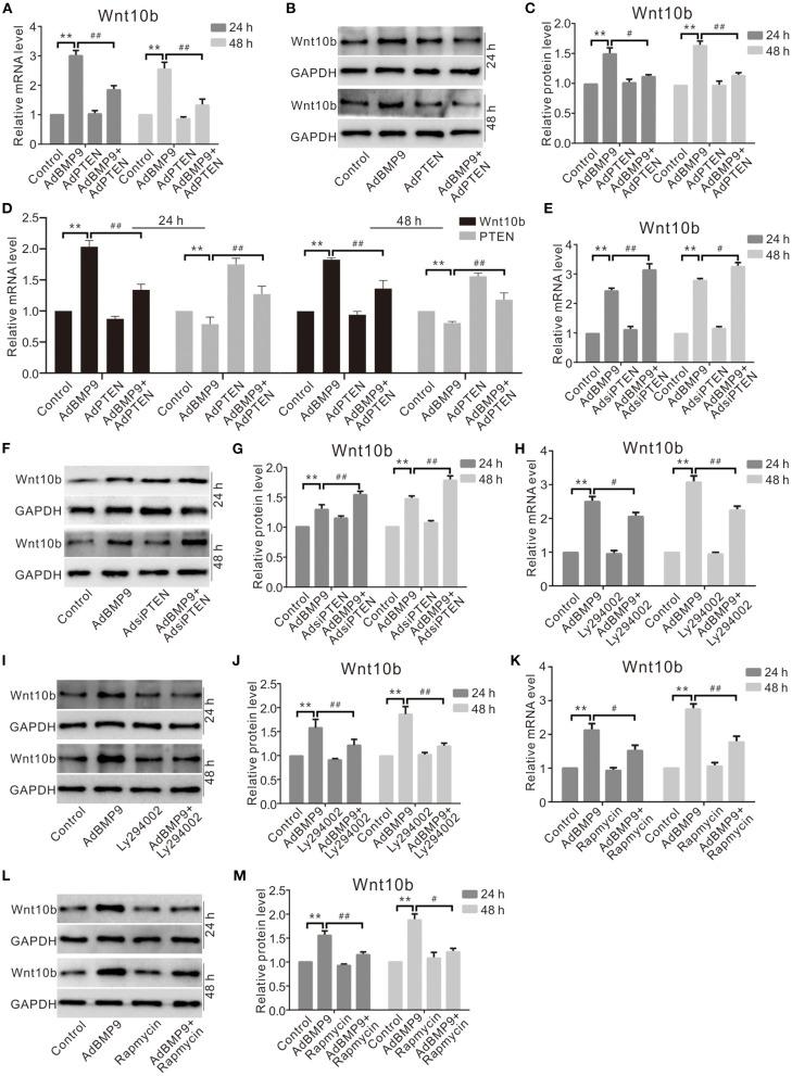 https://cdn.ncbi.nlm.nih.gov/pmc/blobs/51d2/7889951/1f23b8c0b002/fcell-08-608544-g0005.jpg