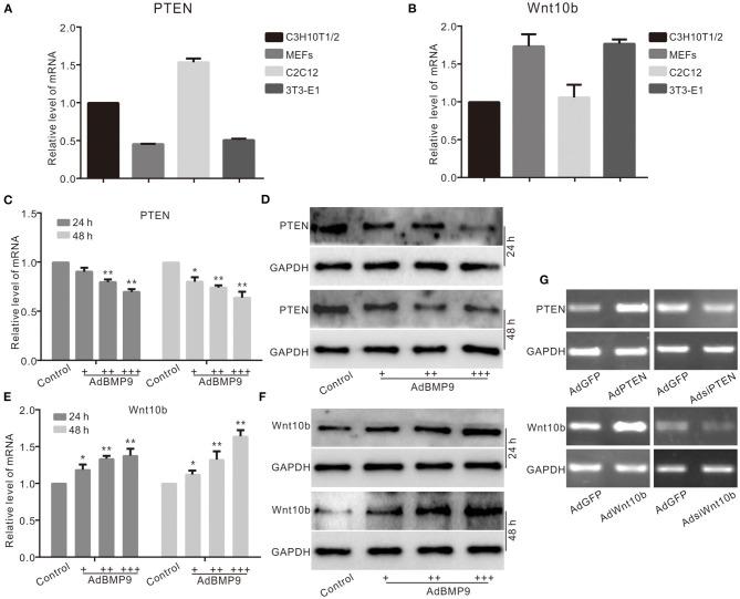 https://cdn.ncbi.nlm.nih.gov/pmc/blobs/51d2/7889951/8f0af0f12931/fcell-08-608544-g0001.jpg