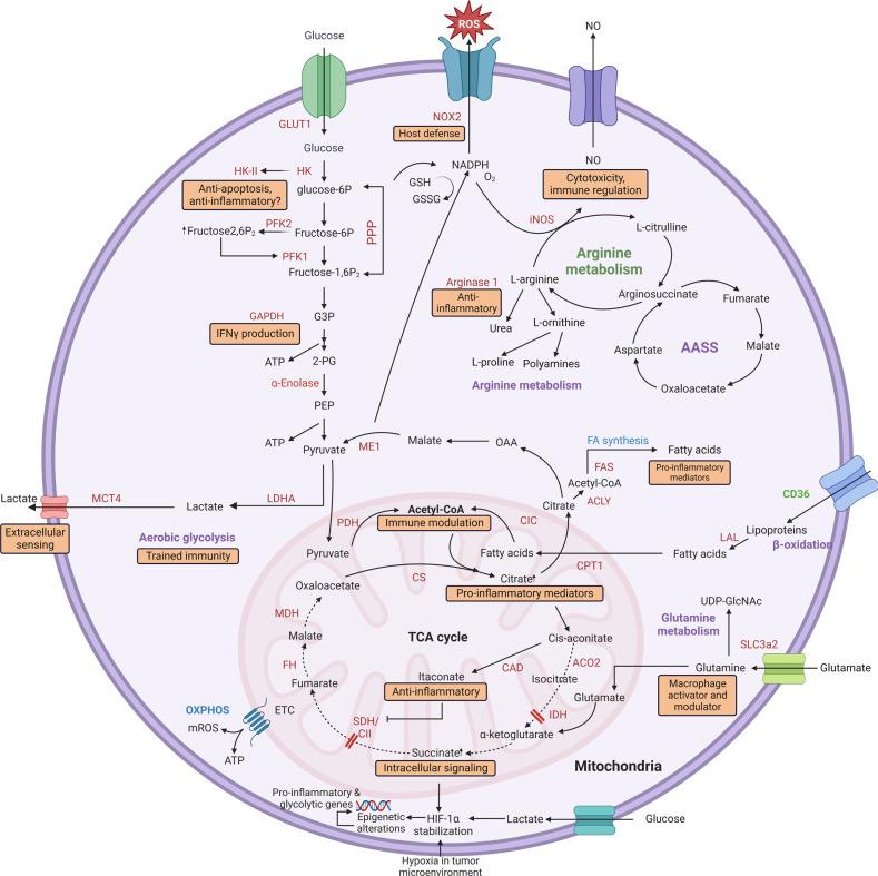 https://cdn.ncbi.nlm.nih.gov/pmc/blobs/51d4/10200802/2e102120beea/41392_2023_1452_Fig3_HTML.jpg