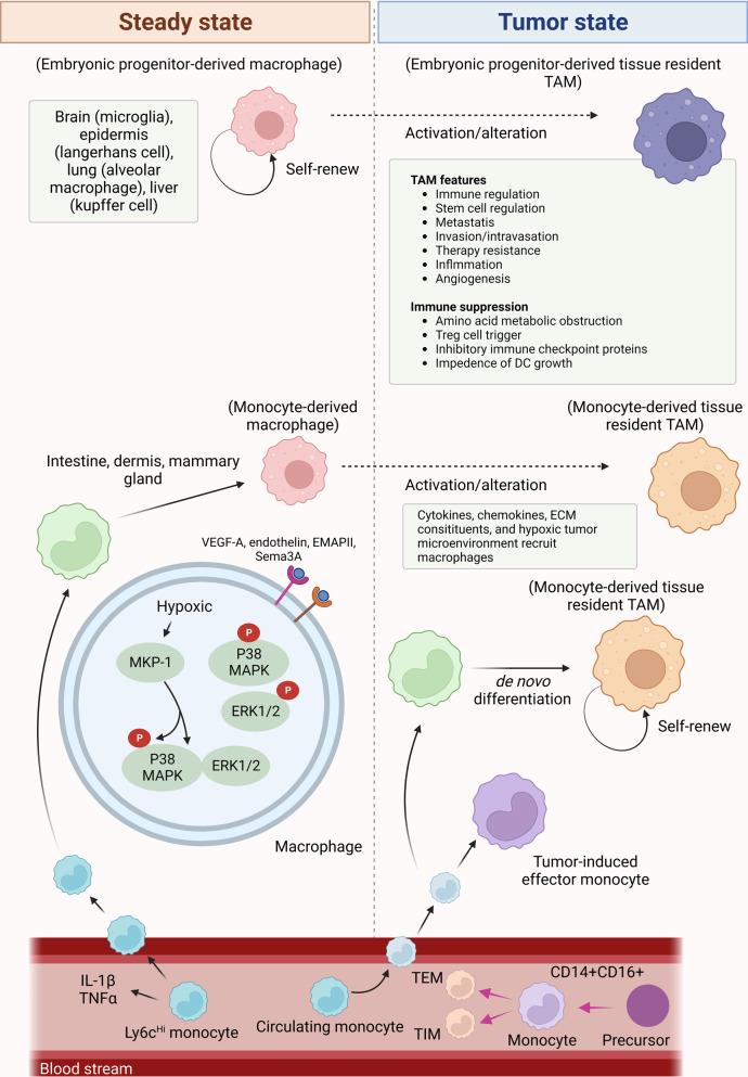 https://cdn.ncbi.nlm.nih.gov/pmc/blobs/51d4/10200802/80108f9254c0/41392_2023_1452_Fig4_HTML.jpg