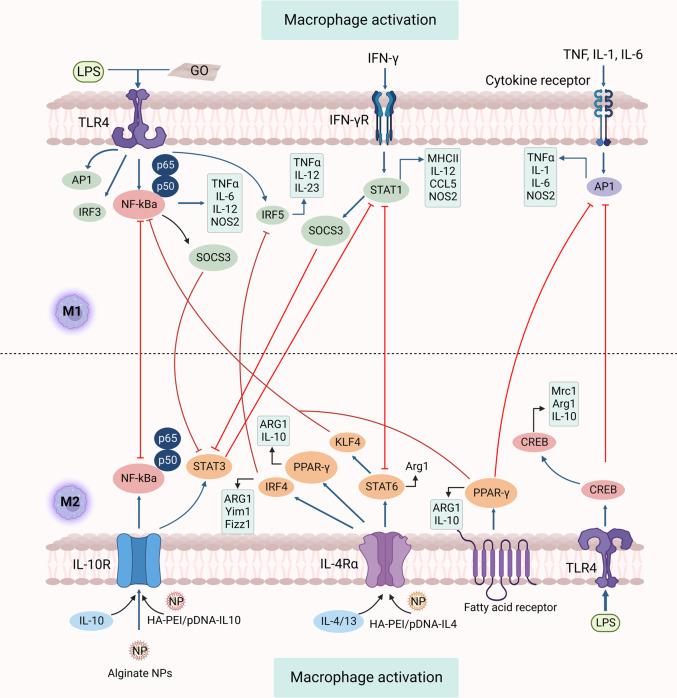 https://cdn.ncbi.nlm.nih.gov/pmc/blobs/51d4/10200802/e6916a8f4eac/41392_2023_1452_Fig1_HTML.jpg