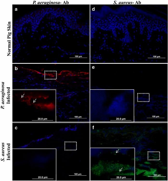 https://cdn.ncbi.nlm.nih.gov/pmc/blobs/51d4/4828829/8ce32247aa28/13104_2016_1902_Fig3_HTML.jpg
