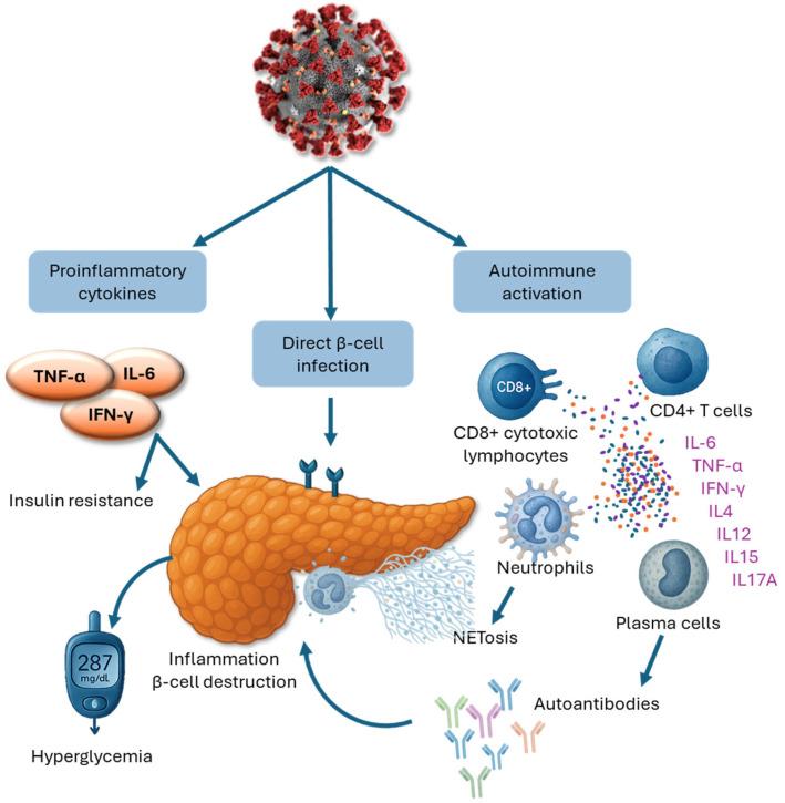 https://cdn.ncbi.nlm.nih.gov/pmc/blobs/51da/12191075/7d3dc0b22be5/biomedicines-13-01482-g003.jpg