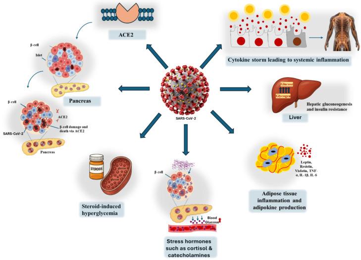https://cdn.ncbi.nlm.nih.gov/pmc/blobs/51da/12191075/fd68ba034e17/biomedicines-13-01482-g005.jpg