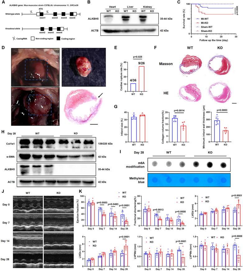 https://cdn.ncbi.nlm.nih.gov/pmc/blobs/51de/11258655/0ec0519b09a3/gr2.jpg
