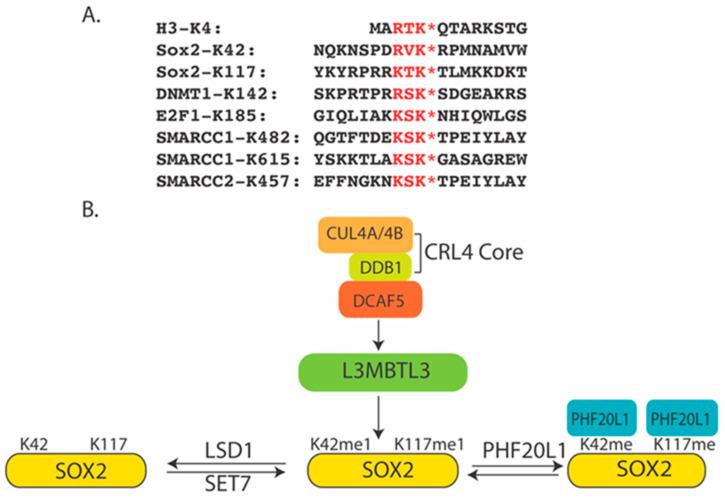 https://cdn.ncbi.nlm.nih.gov/pmc/blobs/51df/10889763/51f0c8ea7b03/ijms-25-02248-g001.jpg