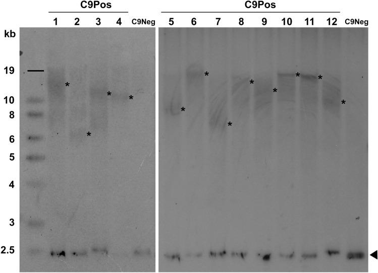 https://cdn.ncbi.nlm.nih.gov/pmc/blobs/51e2/9886586/b97bb735d757/415_2022_11433_Fig2_HTML.jpg