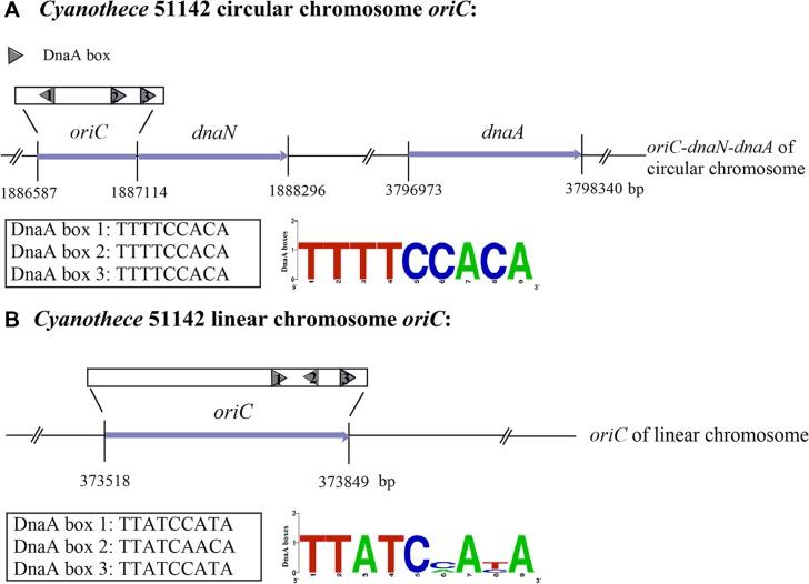 https://cdn.ncbi.nlm.nih.gov/pmc/blobs/51e3/4674748/5220cf9f2c9c/fmicb-06-01370-g001.jpg