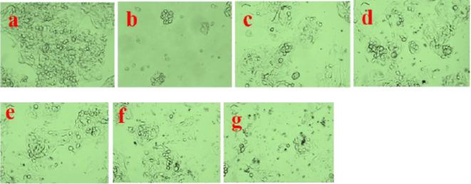 https://cdn.ncbi.nlm.nih.gov/pmc/blobs/51e4/11698845/84c507cdfa79/41598_2024_76475_Fig23_HTML.jpg