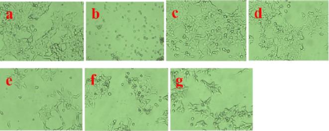 https://cdn.ncbi.nlm.nih.gov/pmc/blobs/51e4/11698845/c80190f2d0f6/41598_2024_76475_Fig24_HTML.jpg