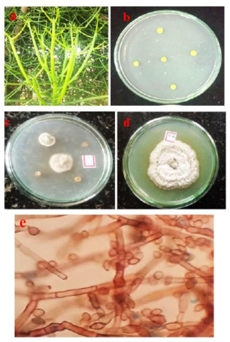 https://cdn.ncbi.nlm.nih.gov/pmc/blobs/51e4/11698845/cb01ef5947a9/41598_2024_76475_Fig1_HTML.jpg