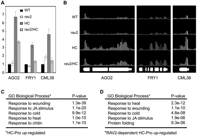 https://cdn.ncbi.nlm.nih.gov/pmc/blobs/51e6/2800190/18501ee34571/ppat.1000729.g006.jpg